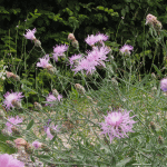 Rispen-Flockenblume (Centaurea stoebe)