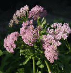 Gebirgs-Kälberkropf Roseum (Chaerophyllum hirsutum Roseum)