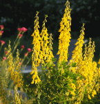 Schwarzwerdender Geißklee (Cytisus nigricans)