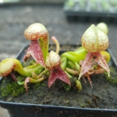 Kobralilie (Darlingtonia californica)