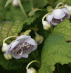 Scheinhortensie (Hydrangea syn. Deinanthe caerulea)