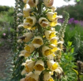 Rostroter Fingerhut (Digitalis ferruginea)