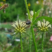 Behaarte Karde (Dipsacus pilosus)