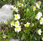 Silberwurz (Dryas x suendermanii)