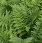 Wurmfarn (Dryopteris filix-mas)