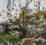 Flaumhaarige Elfenblume Blütentanz (Epimedium pubescens Blütentanz)