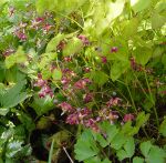 Elfenblume Galadriel (Epimedium rubrum x Galadriel)
