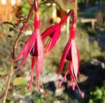 Fuchsia magellanica Riccartonii (Winterharte Fuchsie)