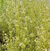 Sumpf-Labkraut (Galium palustre)