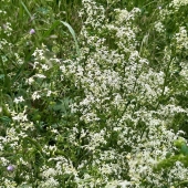 Wald Labkraut (Galium sylvaticum)