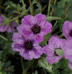 Grauer Storchschnabel Lawrence Flatman (Geranium cinereum)