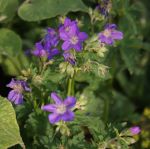 Wald Storchschnabel (Geranium sylvaticum)