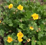Nelkenwurz Georgenberg (Geum x heldreichii Georgenberg)