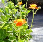 Nelkenwurz Borisii Strain (Geum coccineum Borisii Strain)
