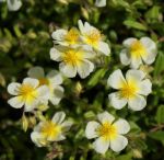 Sonnenröschen Elfenbeinglanz (Helianthemum Hybride Elfenbeinglanz)
