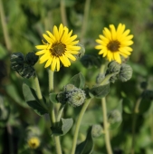Behaarte Stauden-Sonnenblume (Helianthus mollis)