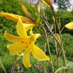 Zitronen-Taglilie (Hemerocallis citrina)