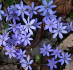 Leberblümchen (Hepatica nobilis)