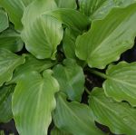 Funkie Invincible (Hosta hybr. Invincible)