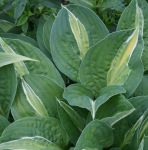 Funkie Striptease (Hosta hybr. Striptease)