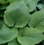 Funkie Sum and Substance (Hosta hybr. Sum and Substance)