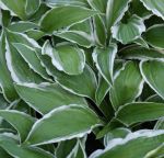 Kleine Weißrand-Funkie Ginko Craig (Hosta sieboldii Ginko Craig)