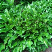 Funkie Harry van Trier (Hosta hybr. Harry van Trier)