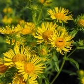 Wiesen-Alant (Inula britannica)