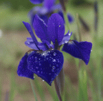 Sibirische Wiesen-Iris Caesars Brother (Iris sibirica Caesars Brother)