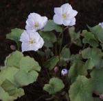 Muschelblümchen, Herzblattschale (Jeffersonia dubia)