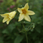 Koreanische Wachsglocke (Kirengeshoma koreana)