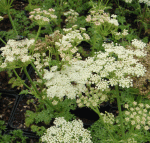 Berg-Laserkraut (Laserpitium siler)