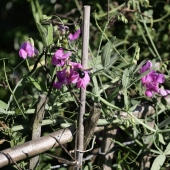 Staudenwicke, Platterbse Rote Perle (Lathyrus latifolius Rote Perle)