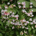 Frühlings-Platterbse Rosenelfe (Lathyrus vernus Rosenelfe)