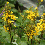 Greiskraut Laternchen (Ligularia hybride Laternchen)