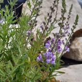 Gestreiftes Leinkraut (Linaria repens)
