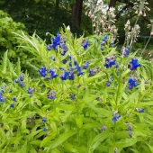 Himalaya-Wickeltraube (Lindelofia longifolia, Cynoglossum nervosum)