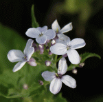 Ausdauerndes Silberblatt, Mondviole (Lunaria rediviva)