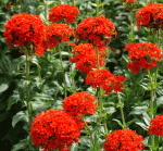 Brennende Liebe (Lychnis chalcedonica)
