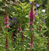 Blutweiderich Robert (Lythrum salicaria Robert)