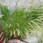 Wimper-Perlgras (Melica ciliata)