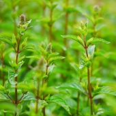 Spearmint (Mentha spicata Spearmint)