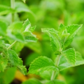 Apfel-Minze (Mentha suavolens)