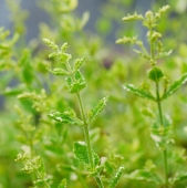 Ananas-Minze (Mentha suaveolens Variegata)