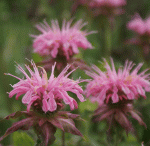 Indianernessel Croftway Pink (Monarda hybride Croftway Pink)