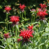Indianernessel Jacob Cline (Monarda hybride Jacob Cline)
