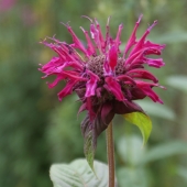 Indianernessel Kardinal (Monarda hybride Kardinal)