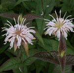 Indianernessel Ozark (Monarda bradburniana Ozark)