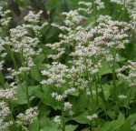 Ahornblatt (Mukdenia rossii , alt: Aceriphyllum rossii)