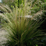 Ponygras (Nasella tenuissima, Stipa tenuissima)